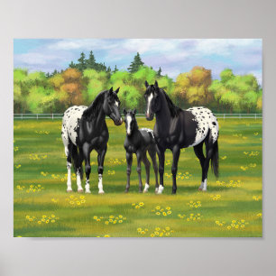 Affiche Chevaux Appaloosa Noir Dans Les Pâturages D'Été