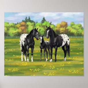 Affiche Chevaux Appaloosa noirs en pâture d'été