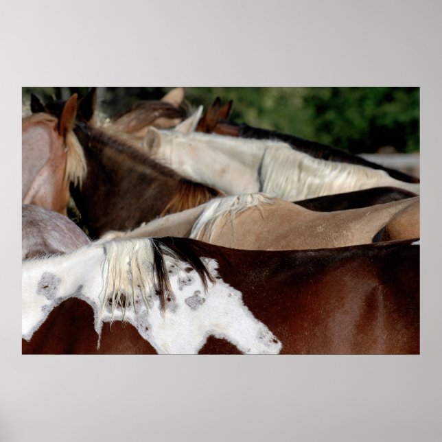 Affiche Chevaux arc-en-ciel (Devant)