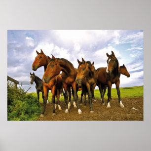 Affiche Chevaux au champ