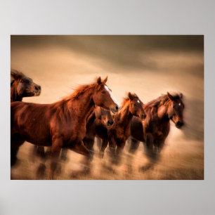 Affiche Chevaux au galop