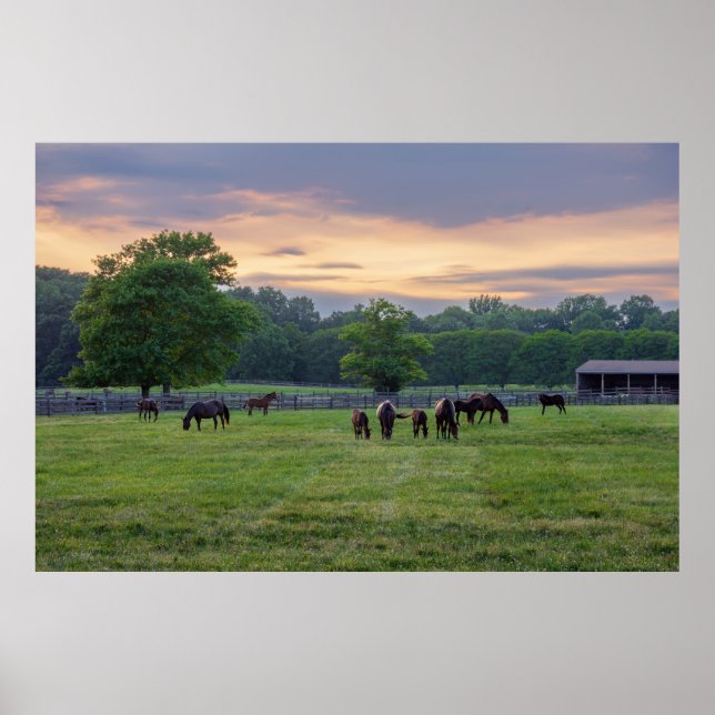 Affiche Chevaux au pâturage (Devant)