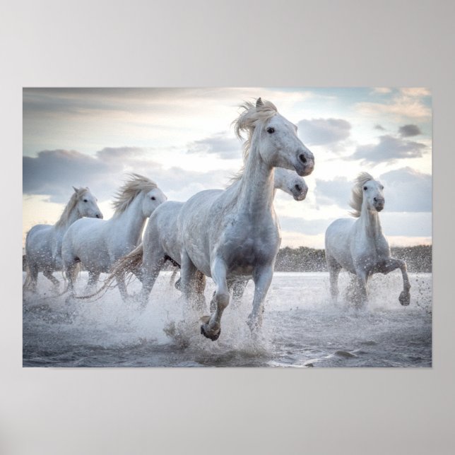 Affiche Chevaux blancs (Devant)