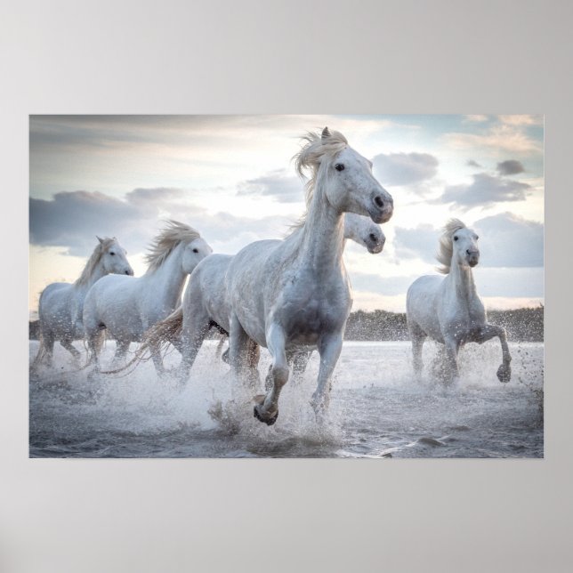 Affiche Chevaux blancs (Devant)