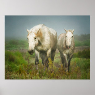 Affiche Chevaux blancs de Camargue à Field