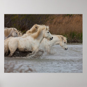 Affiche Chevaux blancs de Camargue courant dans l'eau