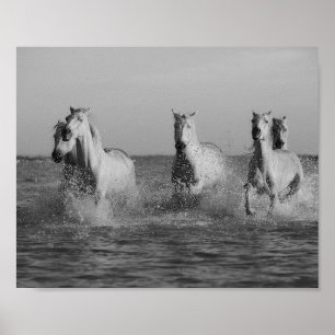 Affiche Chevaux blancs, océan, photo noir et blanc