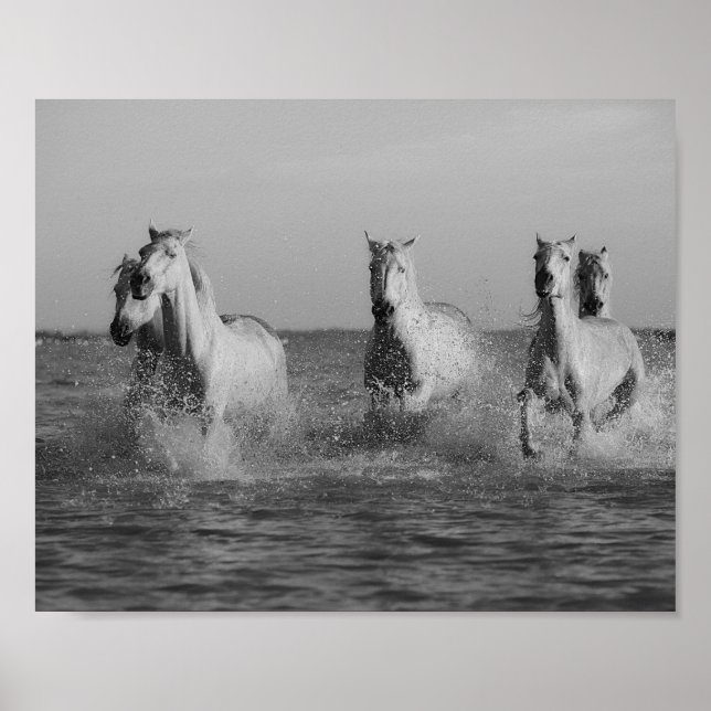 Affiche Chevaux blancs, océan, photo noir et blanc (Devant)