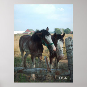 Affiche Chevaux Clydesdale