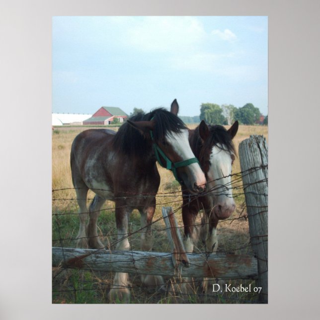 Affiche Chevaux Clydesdale (Devant)
