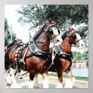 Affiche Chevaux Clydesdale