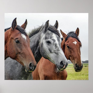 Affiche Chevaux côte à côte, tête et poitrine, bai, gris