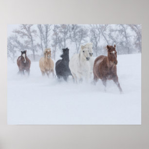 Affiche Chevaux courant à travers la neige