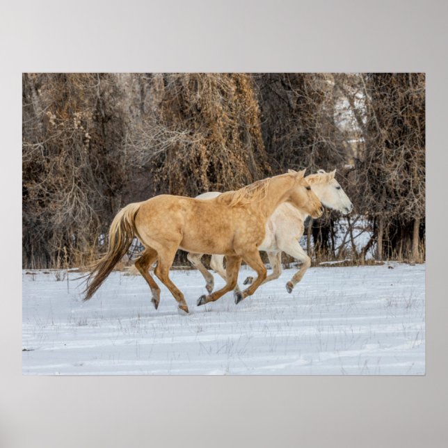 Affiche Chevaux courant dans la neige (Devant)
