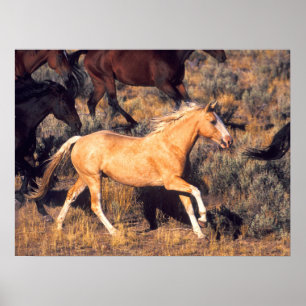 Affiche Chevaux courant dans un ranch Ponderosa
