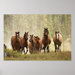 Affiche Chevaux cresting petite colline pendant la rafle,