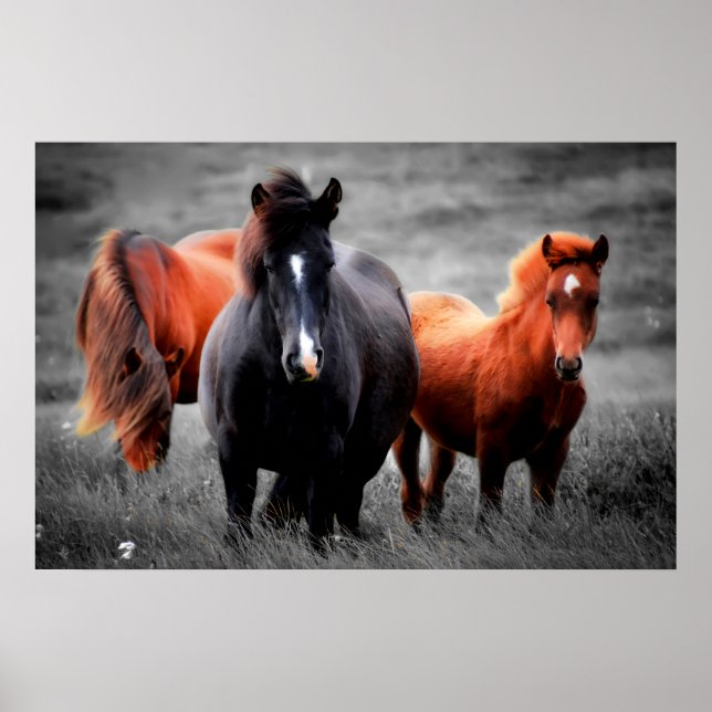 Affiche Chevaux Dans Le Champ Partiel Photographie Couleur (Devant)