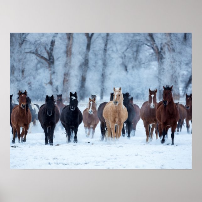 Affiche Chevaux dans le froid (Devant)