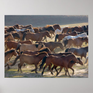 Affiche Chevaux dans le ranch, Mongolie intérieure, Chine