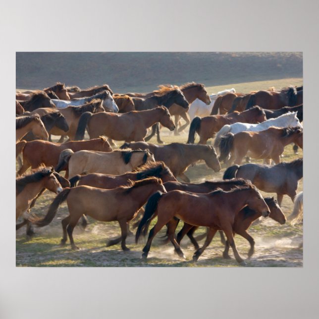 Affiche Chevaux dans le ranch, Mongolie intérieure, Chine (Devant)