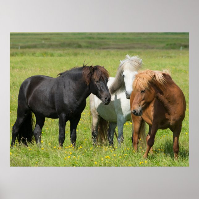 Affiche Chevaux dans le ranch, sud de l'Islande (Devant)