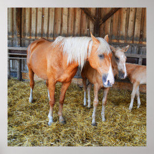 Affiche Chevaux dans une écurie