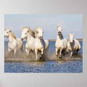 Affiche Chevaux de Camargue