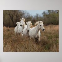Chevaux de Camargue courant