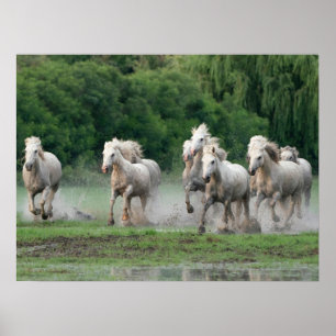 Affiche Chevaux de Camargue courant dans l'eau