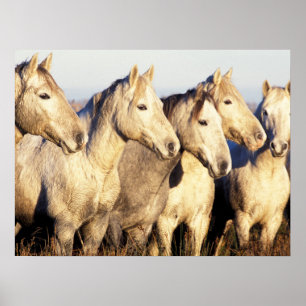 Affiche Chevaux de Camargue (Eguus caballus)
