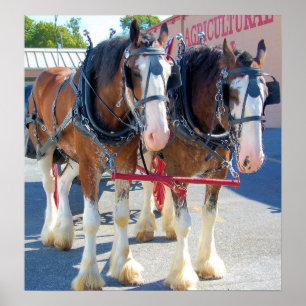 Affiche Chevaux de Clydesdale