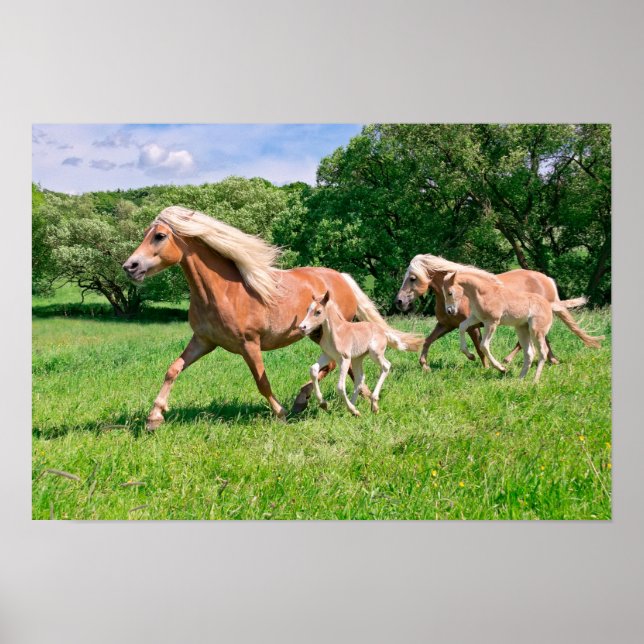 Affiche Chevaux de Haflinger avec de mignons poulains Cour (Devant)