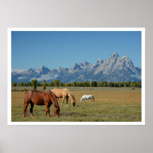 Affiche Chevaux de pâturage dans le pâturage, Teton Mounta