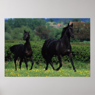 Affiche Chevaux de Thoroughbred en champ de fleurs