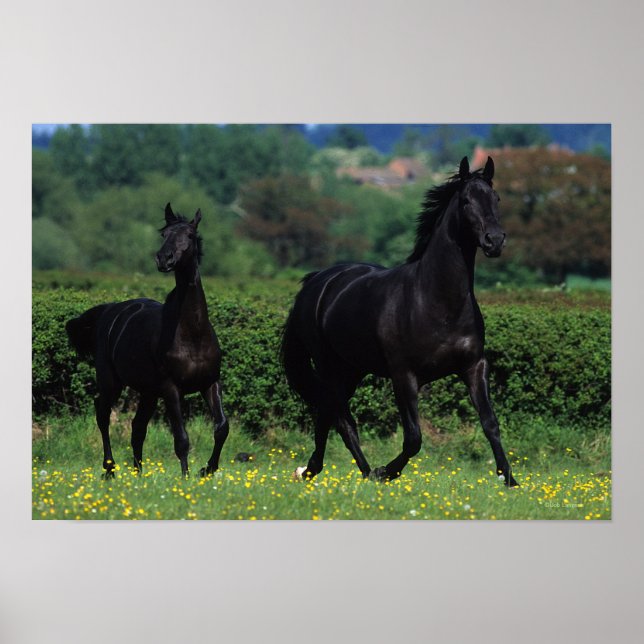 Affiche Chevaux de Thoroughbred en champ de fleurs (Devant)