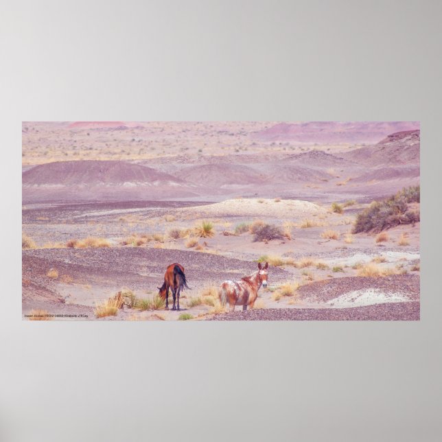 Affiche Chevaux du désert P8639 (Devant)