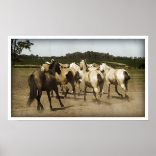 Affiche Chevaux en marche