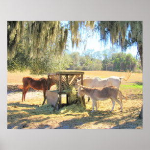 Affiche Chevaux et âne - Sur l'affiche de la ferme