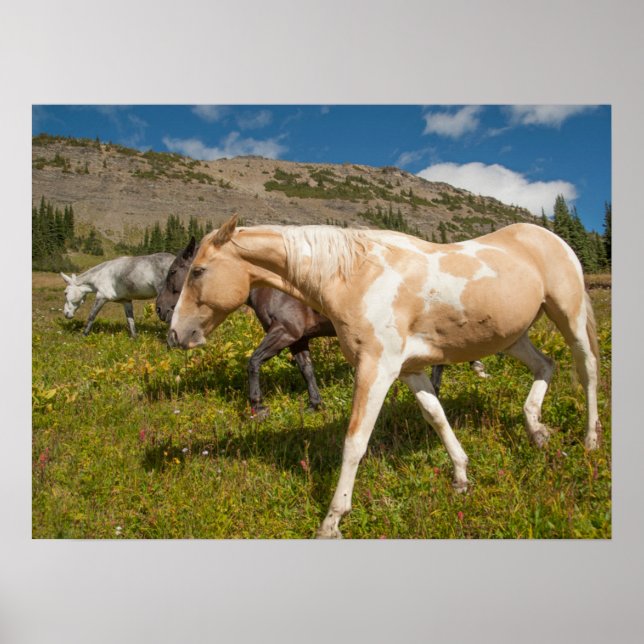 Affiche Chevaux et mulets (Devant)
