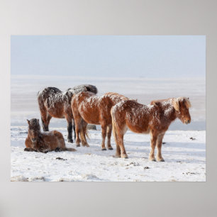 Affiche Chevaux islandais couverts de neige