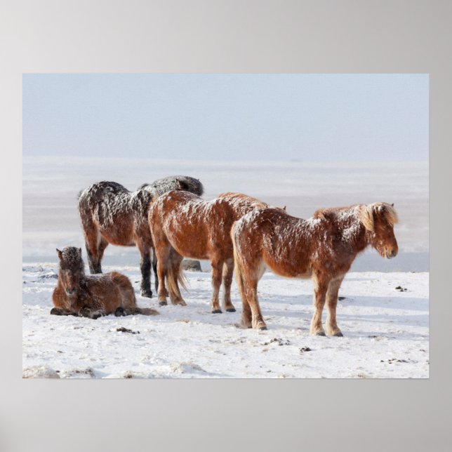 Affiche Chevaux islandais couverts de neige (Devant)