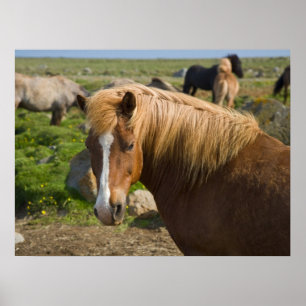 Affiche Chevaux islandais dans le nord-est de l'Islande