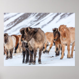 Affiche Chevaux islandais dans les pâturages d'hiver près