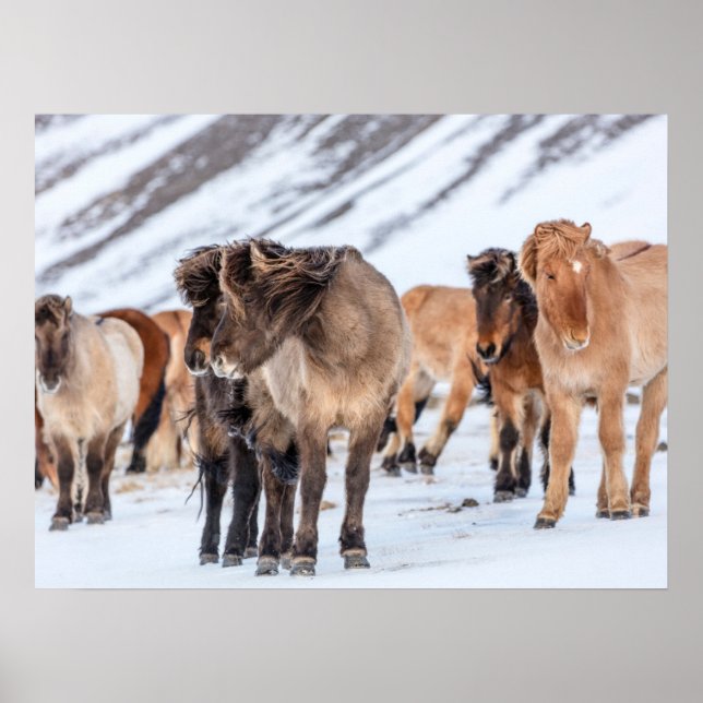 Affiche Chevaux islandais dans les pâturages d'hiver près  (Devant)