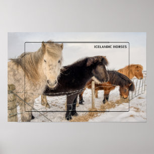 Affiche Chevaux islandais en hiver