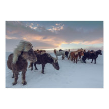 Chevaux islandais en neige | Islande Photo