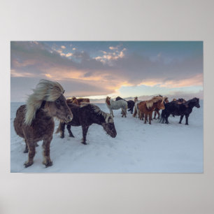 Affiche Chevaux islandais en neige   Islande Photo