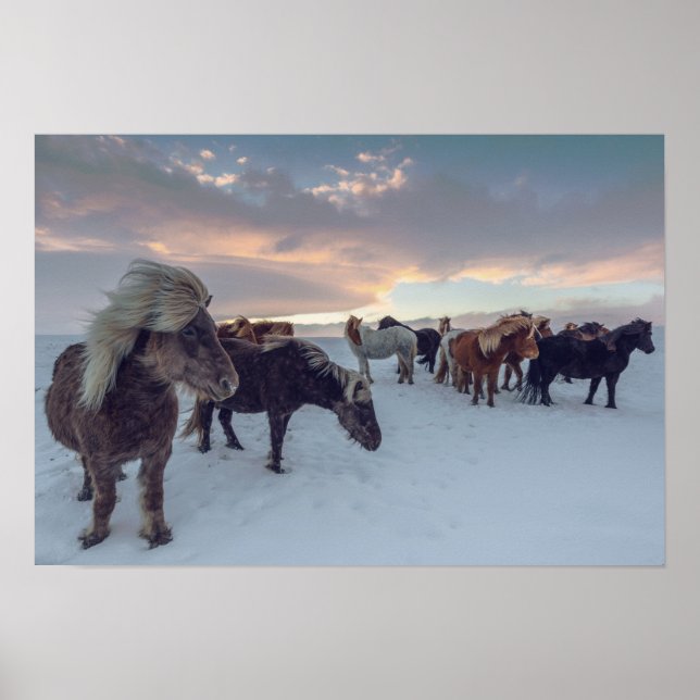 Affiche Chevaux islandais en neige | Islande Photo (Devant)