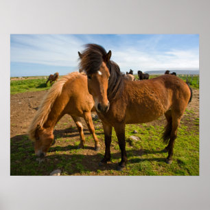 Affiche Chevaux islandais paissent
