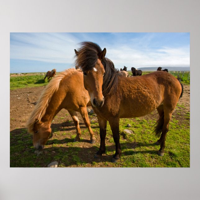 Affiche Chevaux islandais paissent (Devant)